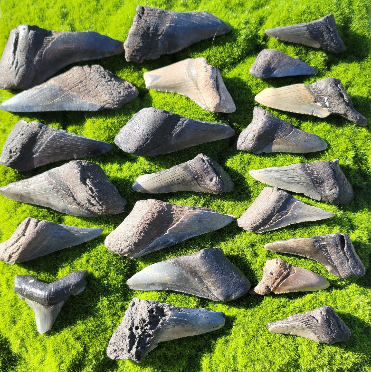 Partial Megalodon Teeth Fossils