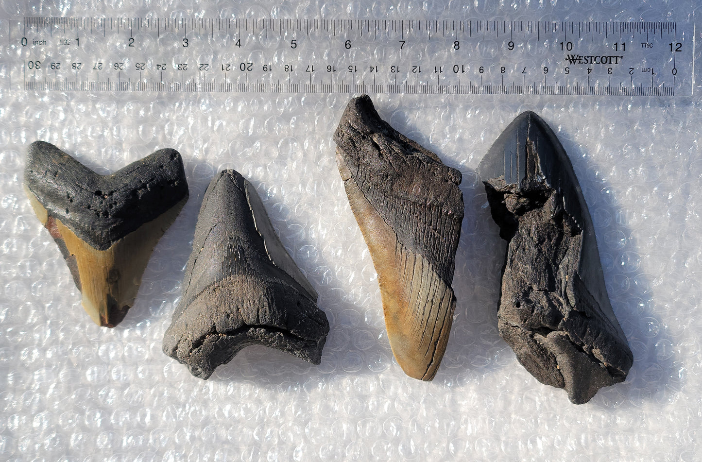 Partial Megalodon Teeth Fossils