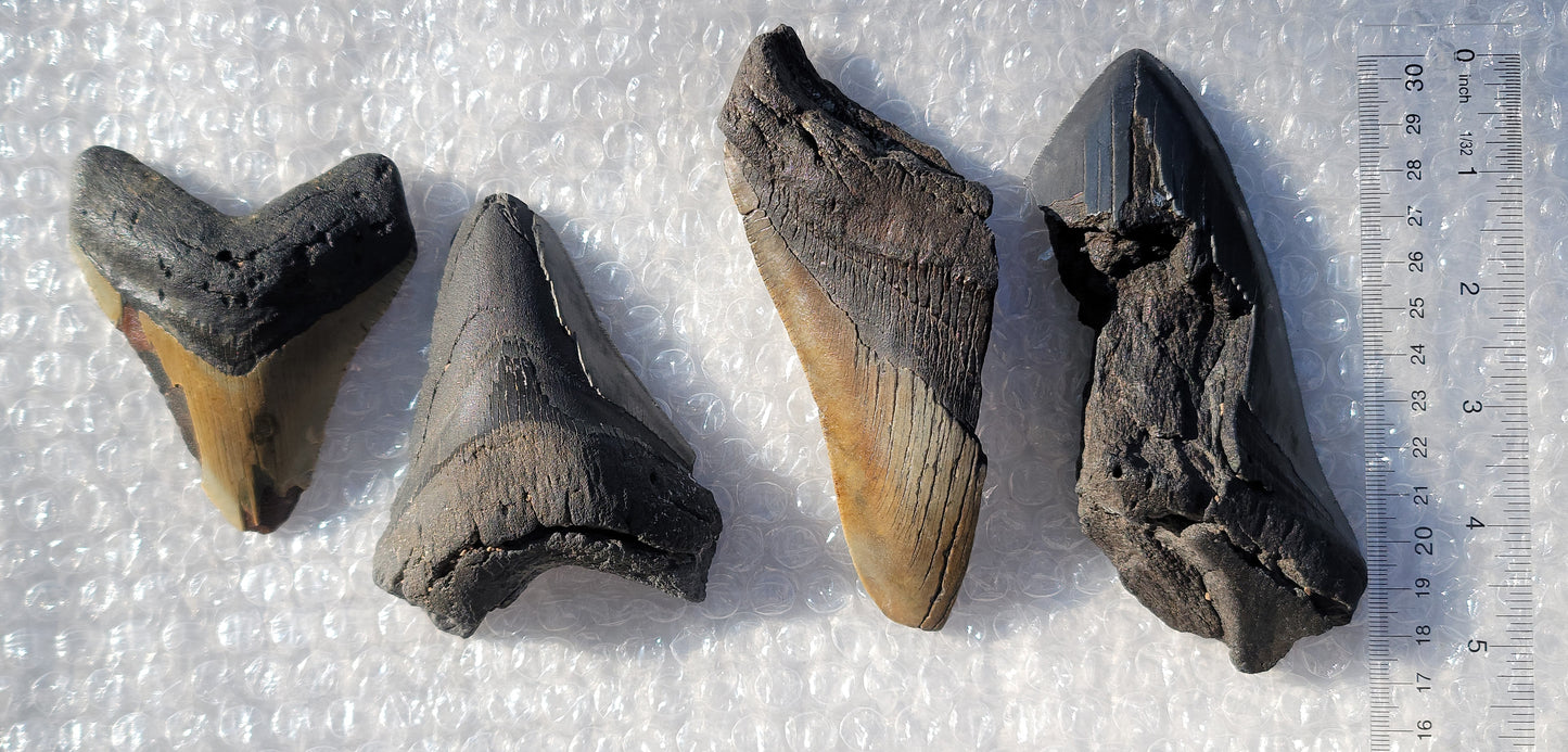 Partial Megalodon Teeth Fossils