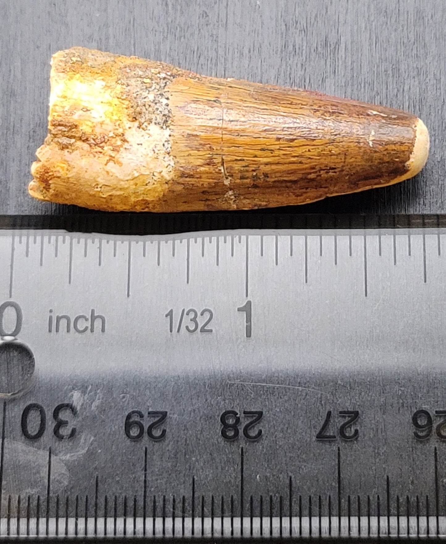 Spinosaurus Baby Teeth Fossils