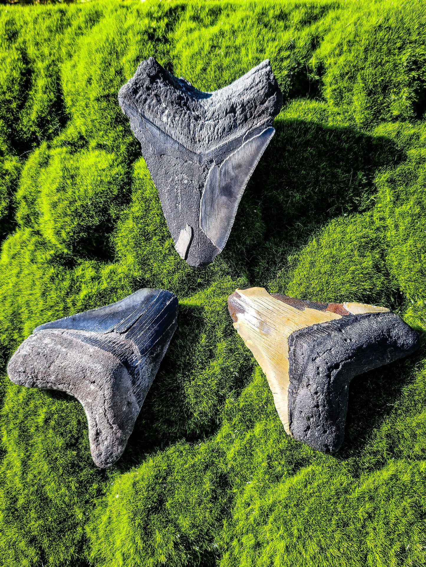 Partial Megalodon Teeth Fossils