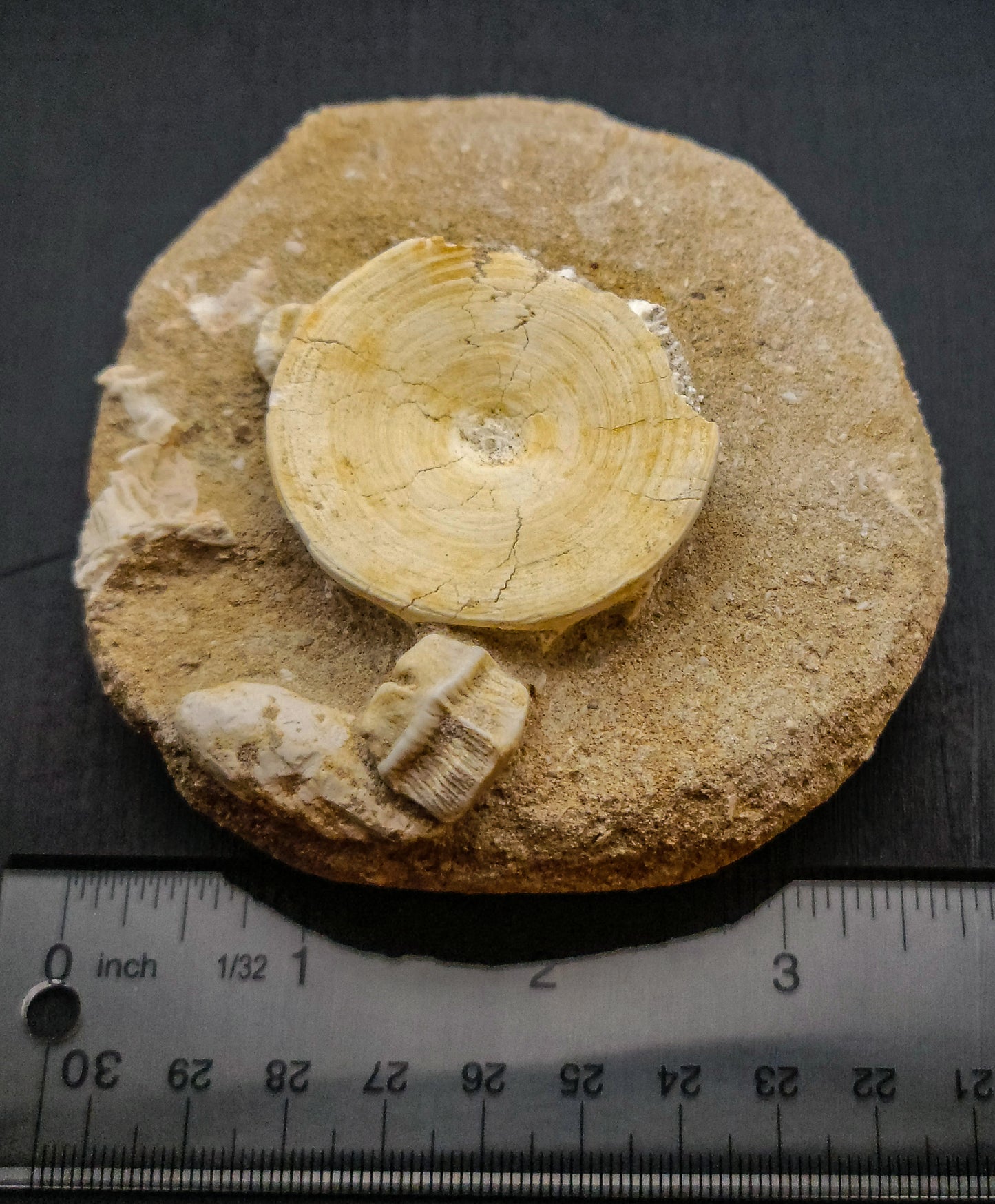 Fish Bone Fossils