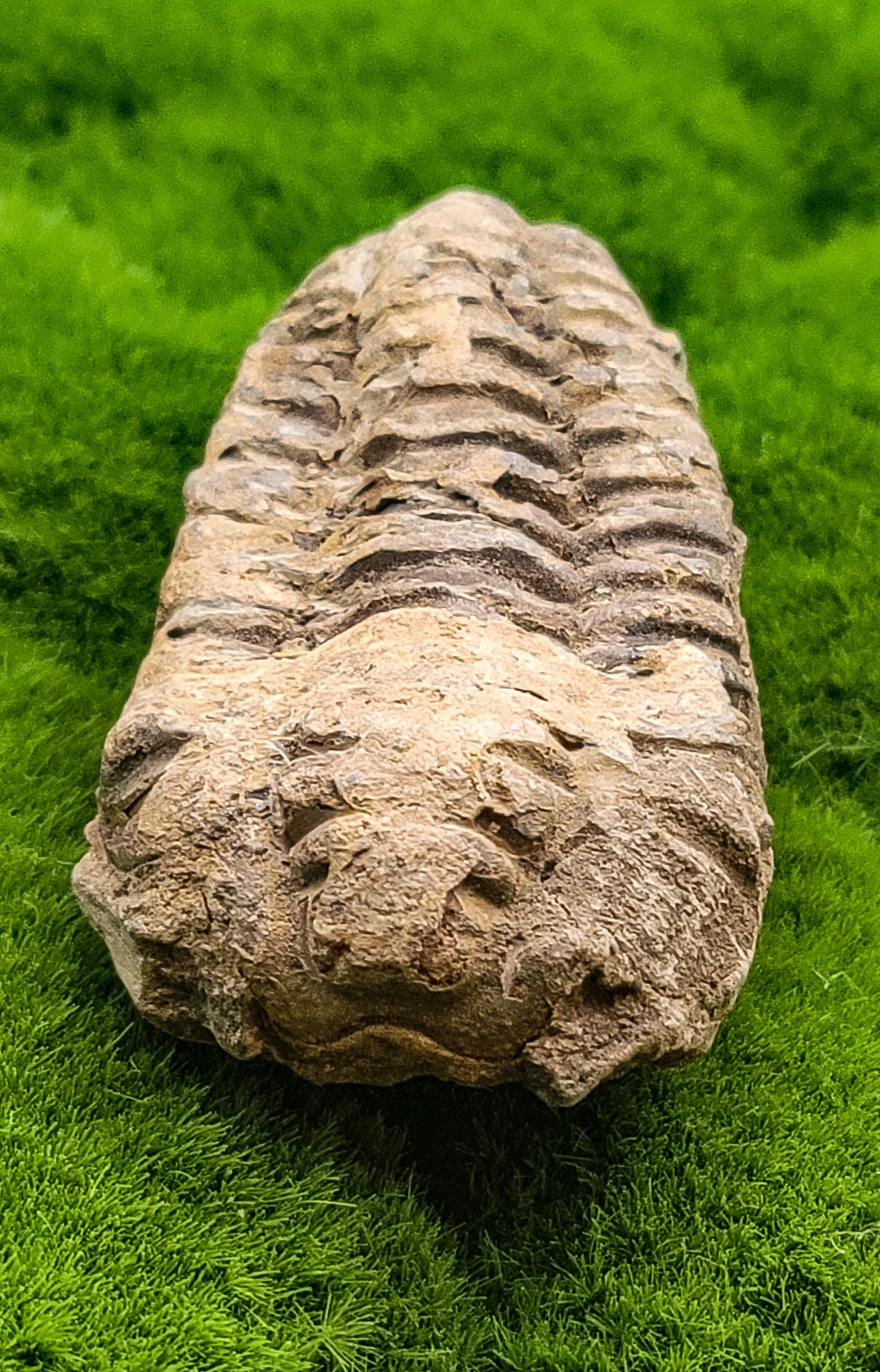 Trilobite Fossils 535 million years old!