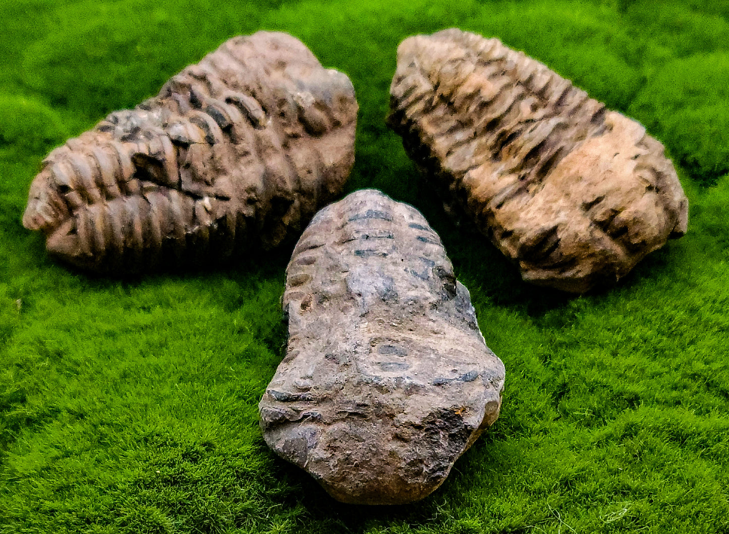 Trilobite Fossils 535 million years old!