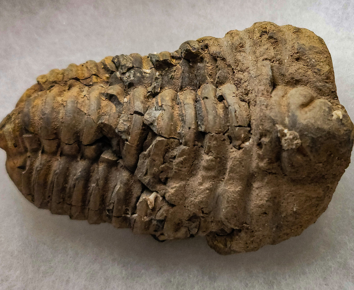 Trilobite Fossils 535 million years old!