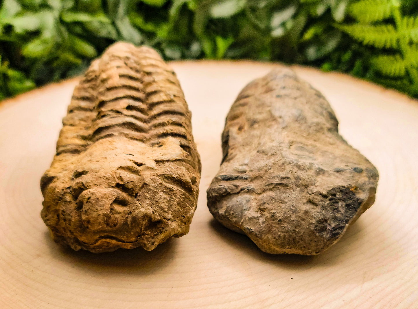 Trilobite Fossils 535 million years old!