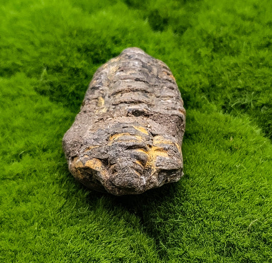Baby Trilobite Fossil