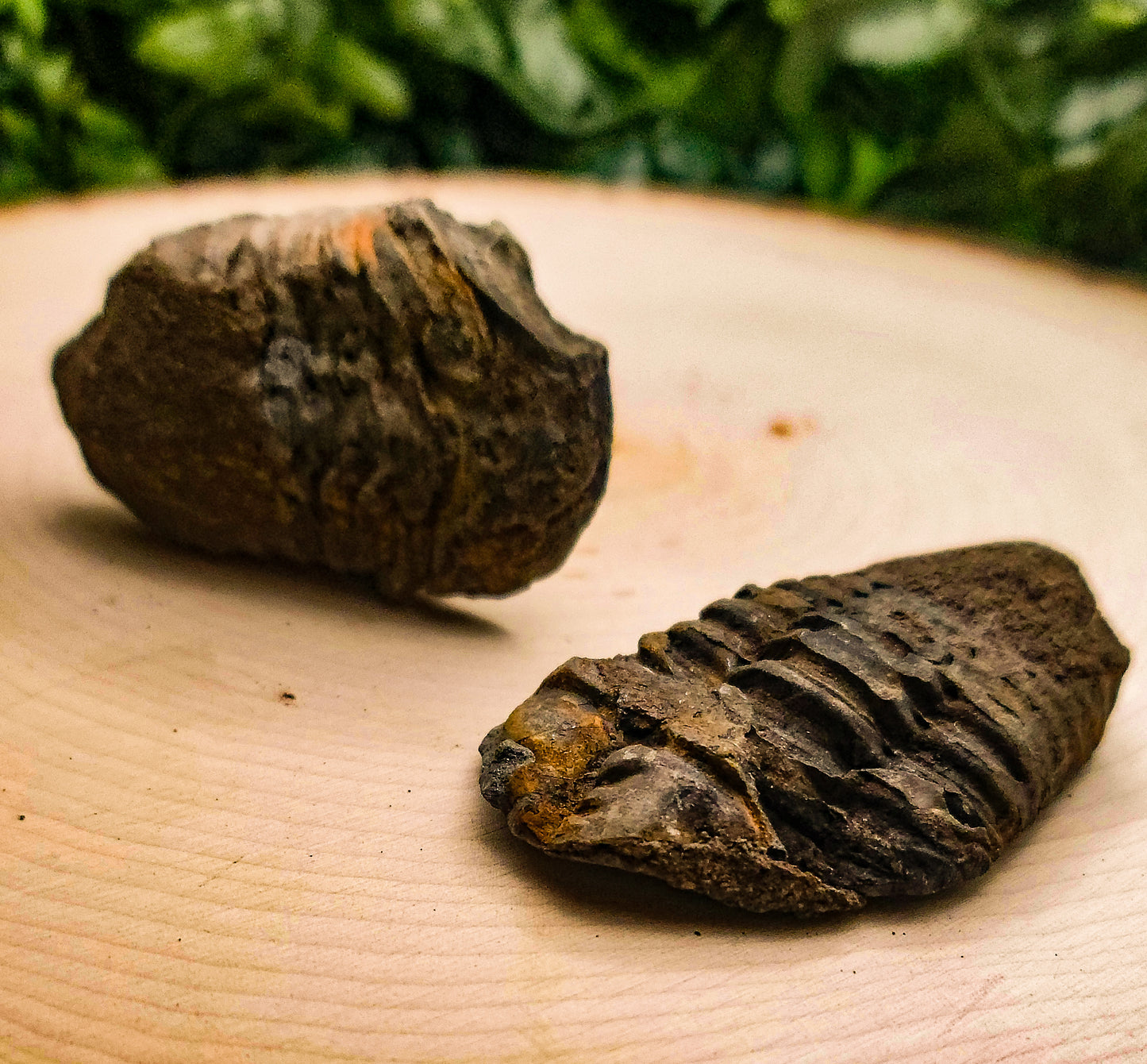 Baby Trilobite Fossil