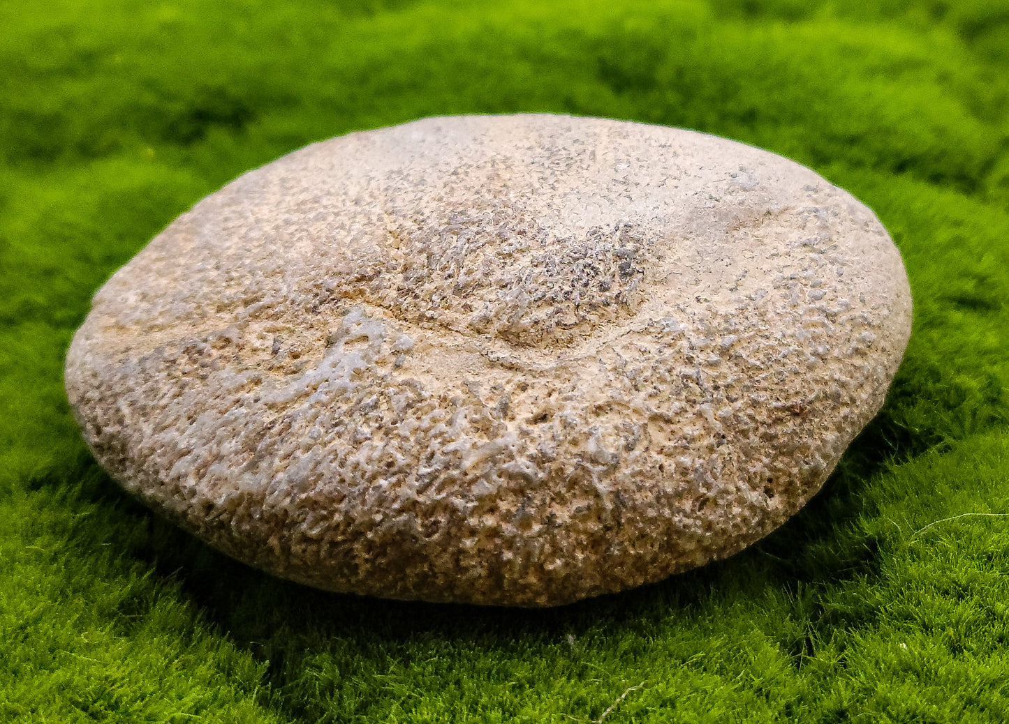 Whale Fossil