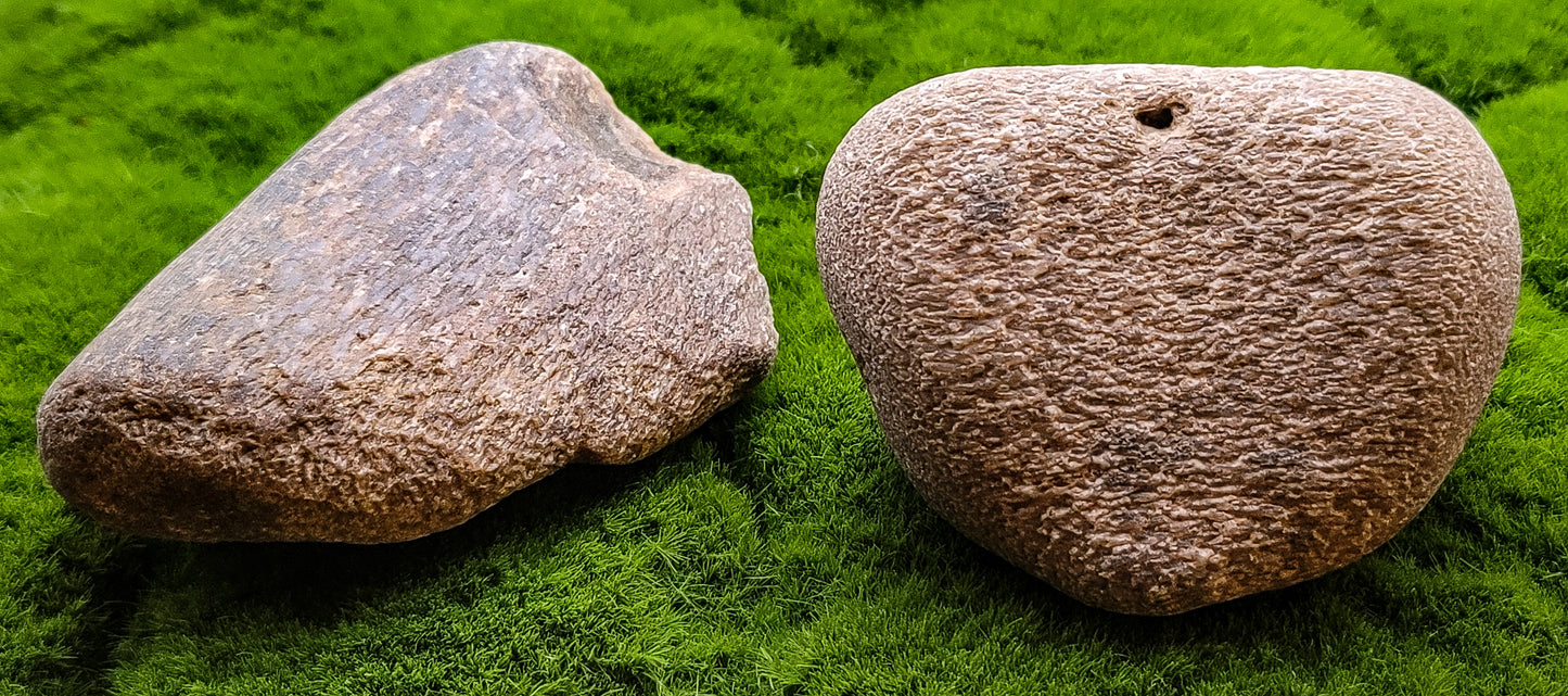 Whale Fossil