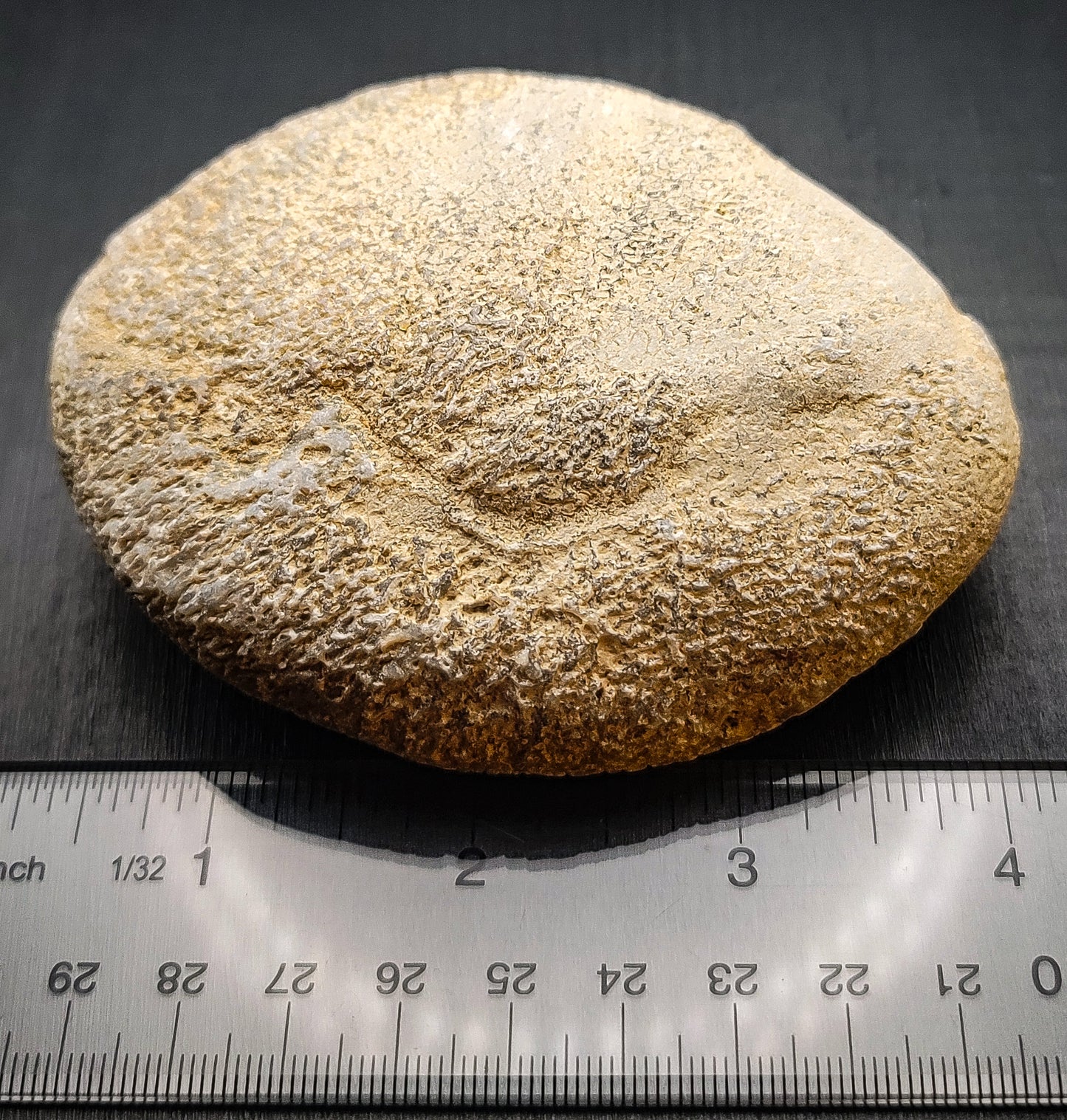 Whale Fossil