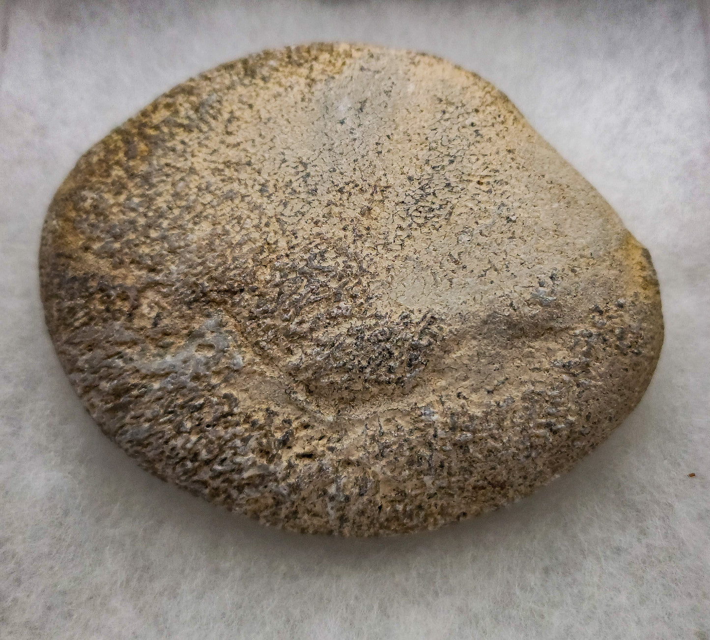 Whale Fossil