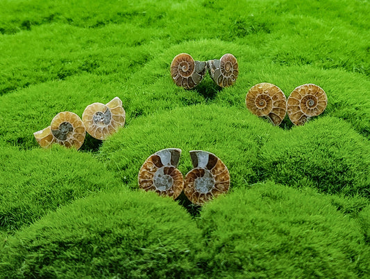 Ammonite Pairs