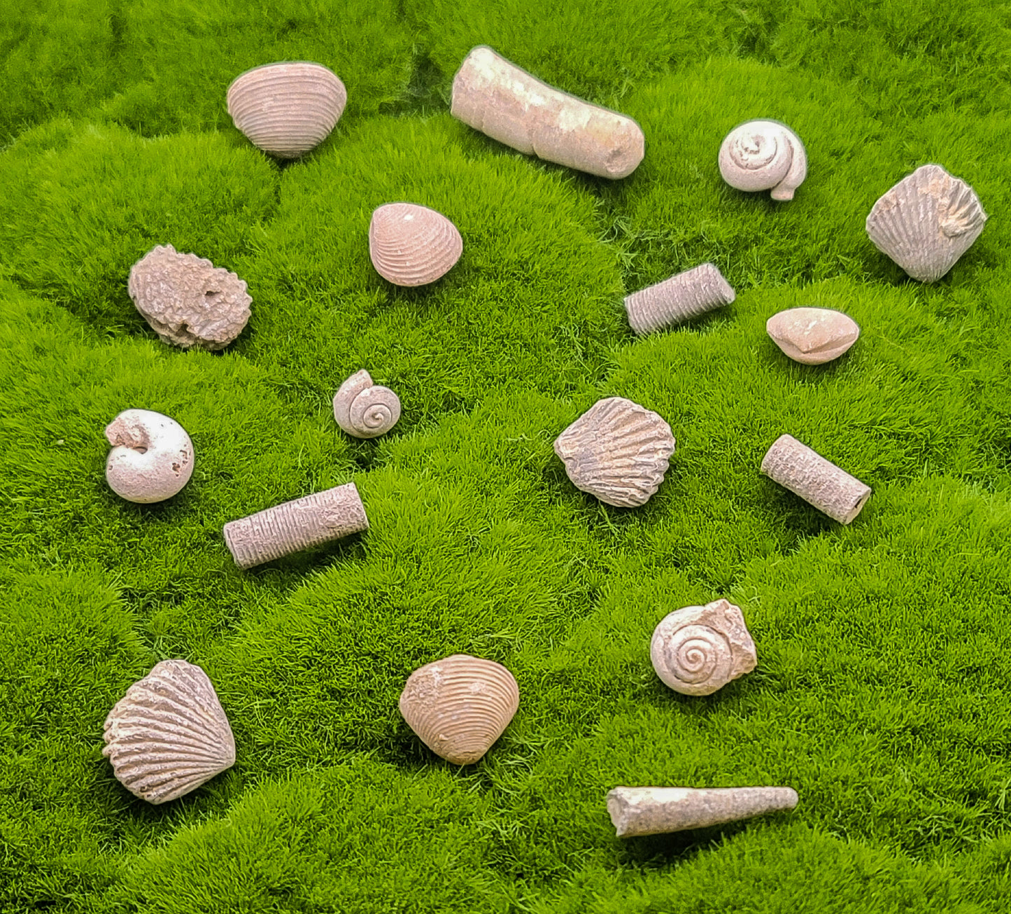 Sea Shell Fossils