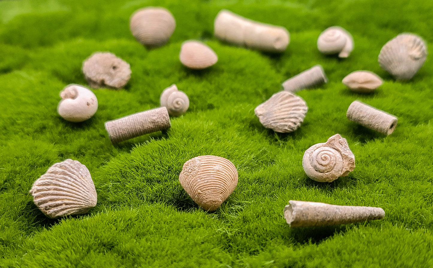 Sea Shell Fossils