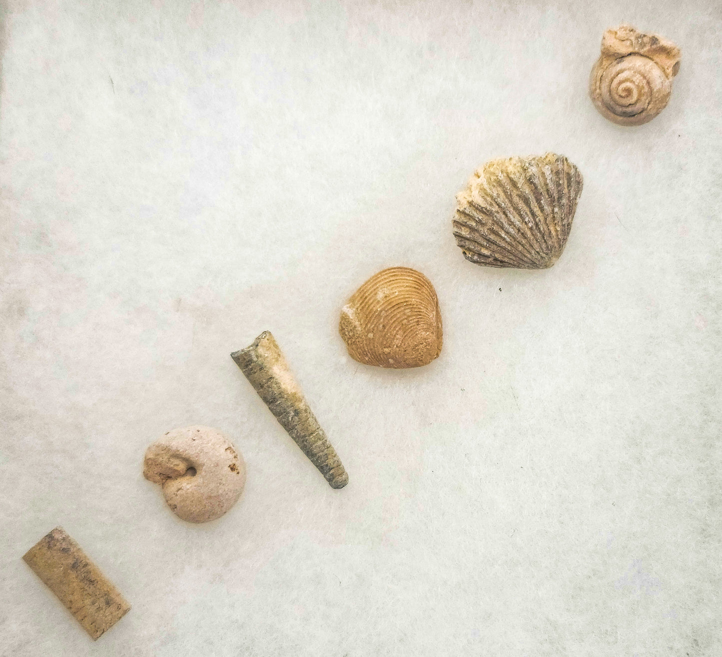 Sea Shell Fossils