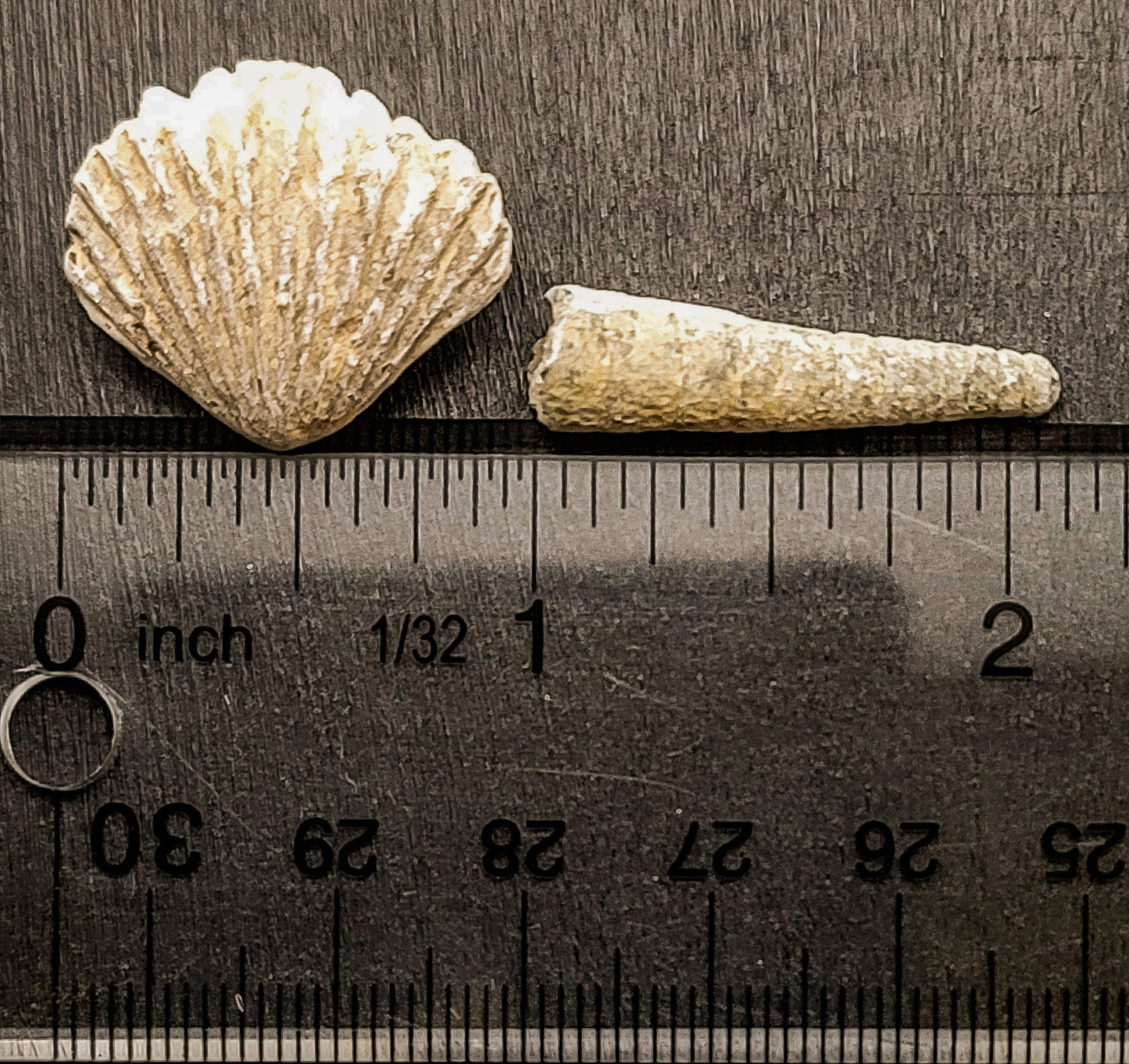 Sea Shell Fossils