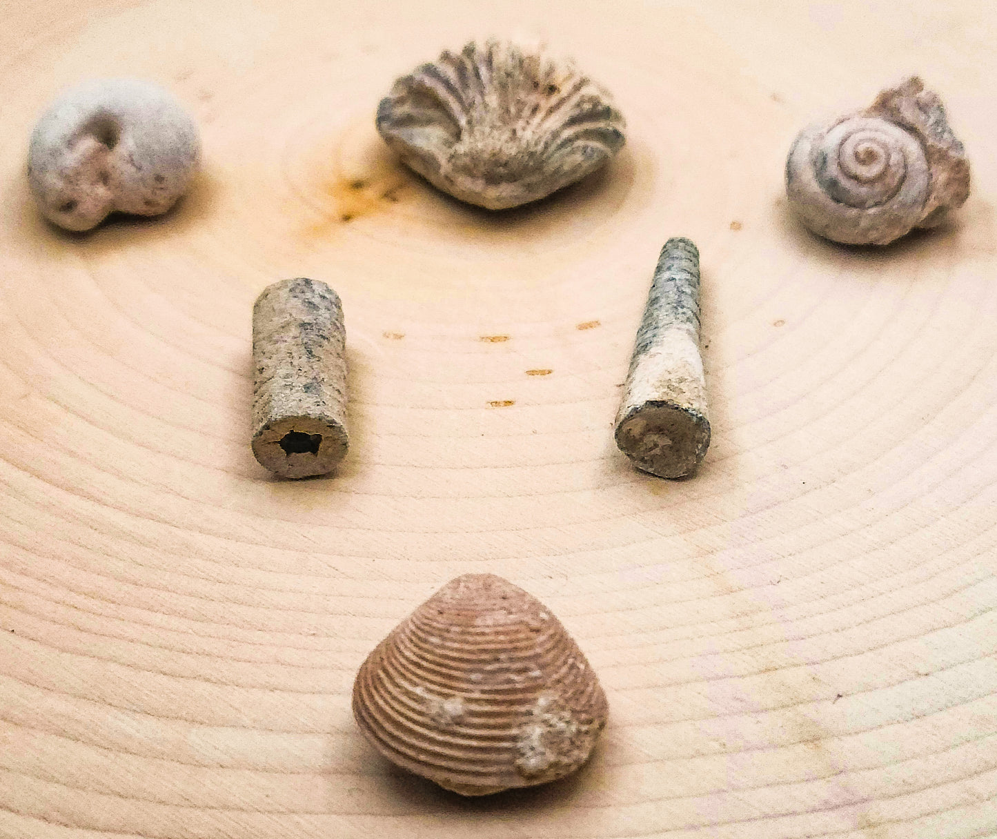 Sea Shell Fossils