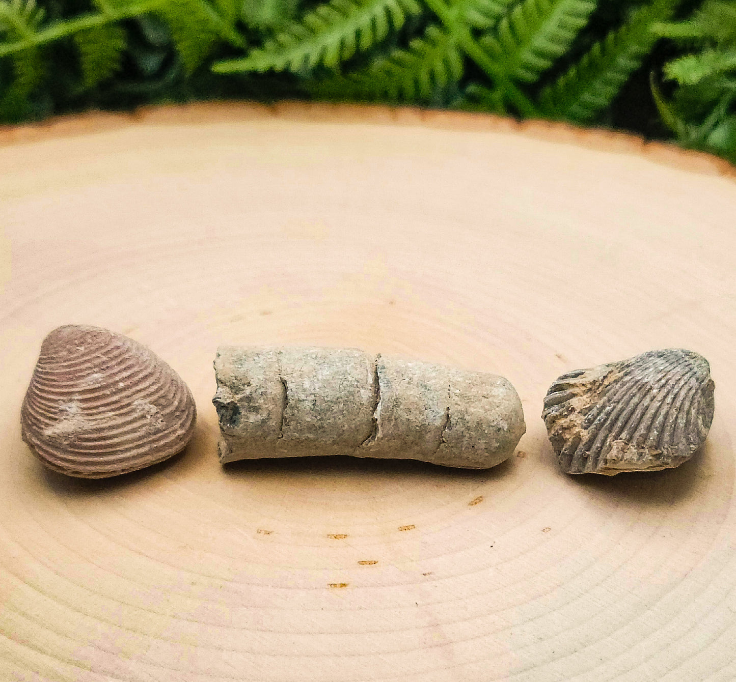 Sea Shell Fossils