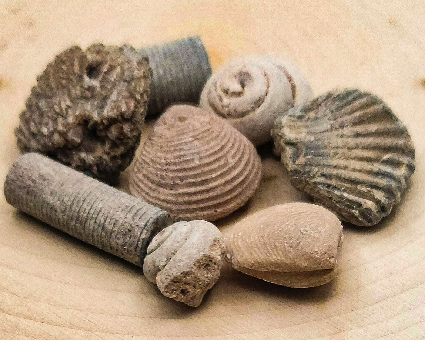 Sea Shell Fossils