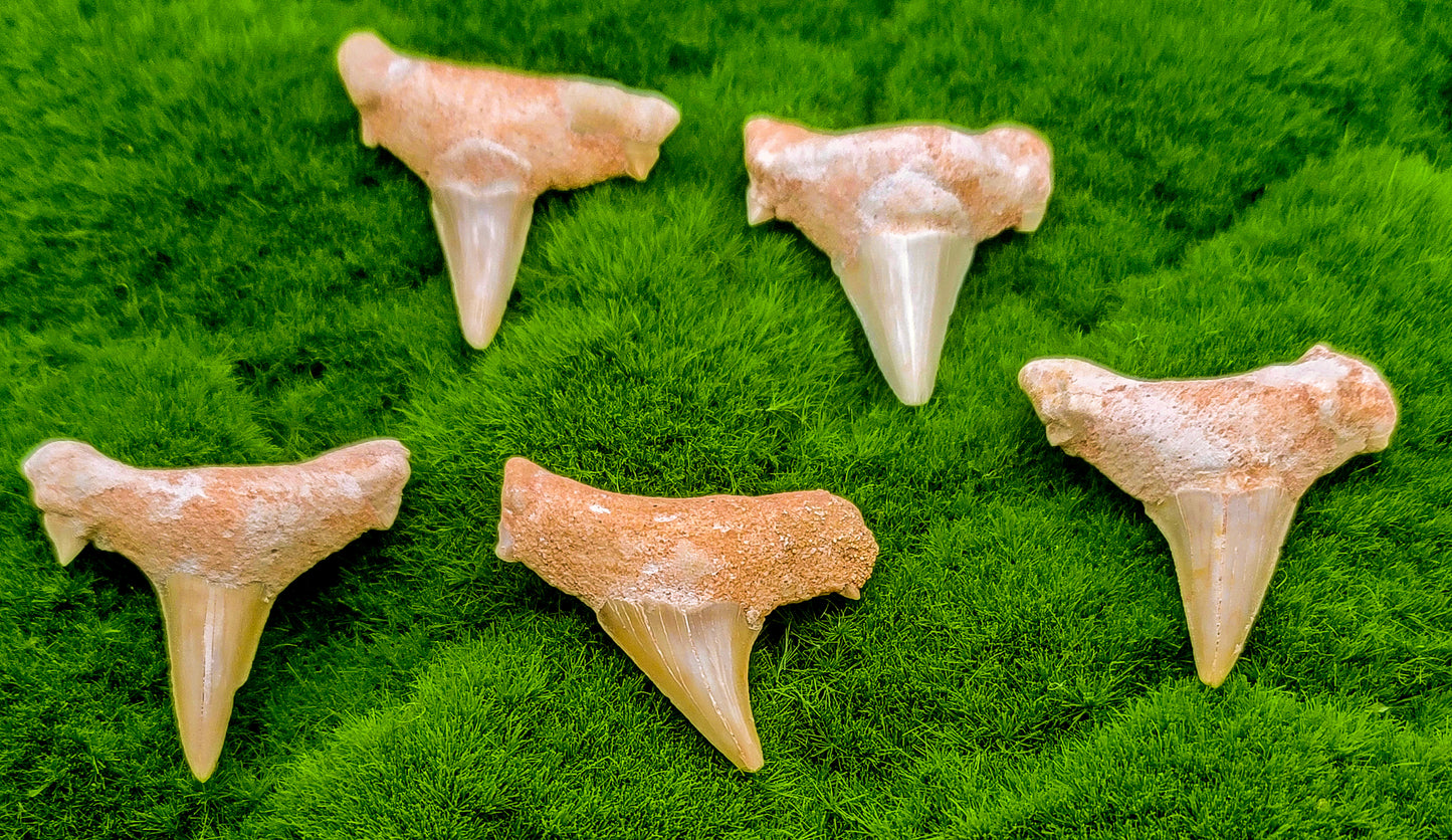 Shark Teeth Fossils