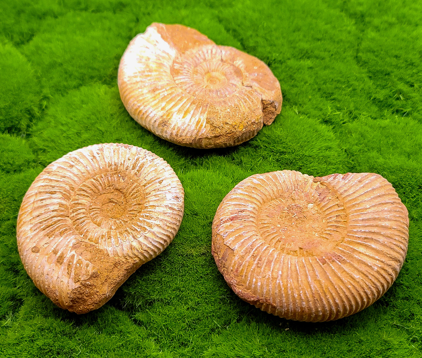 Large Ammonite Fossils