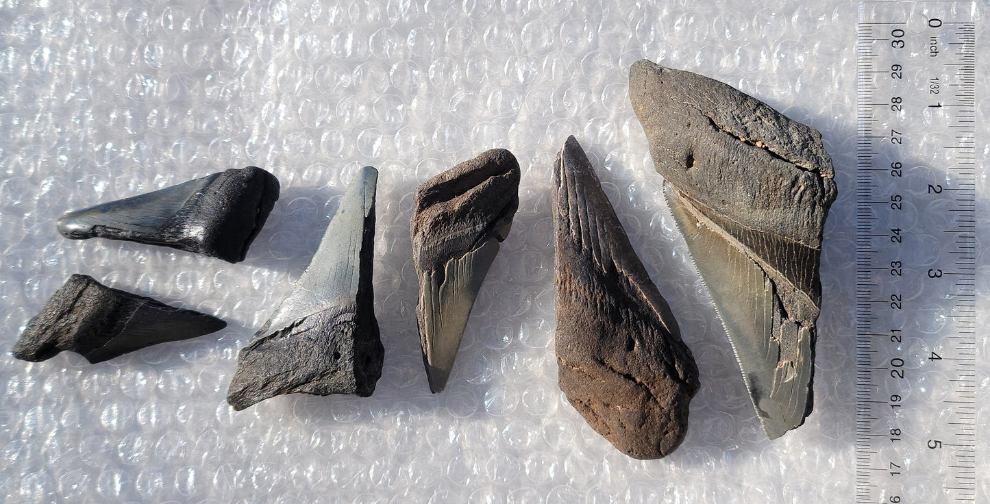 Partial Megalodon Teeth Fossils