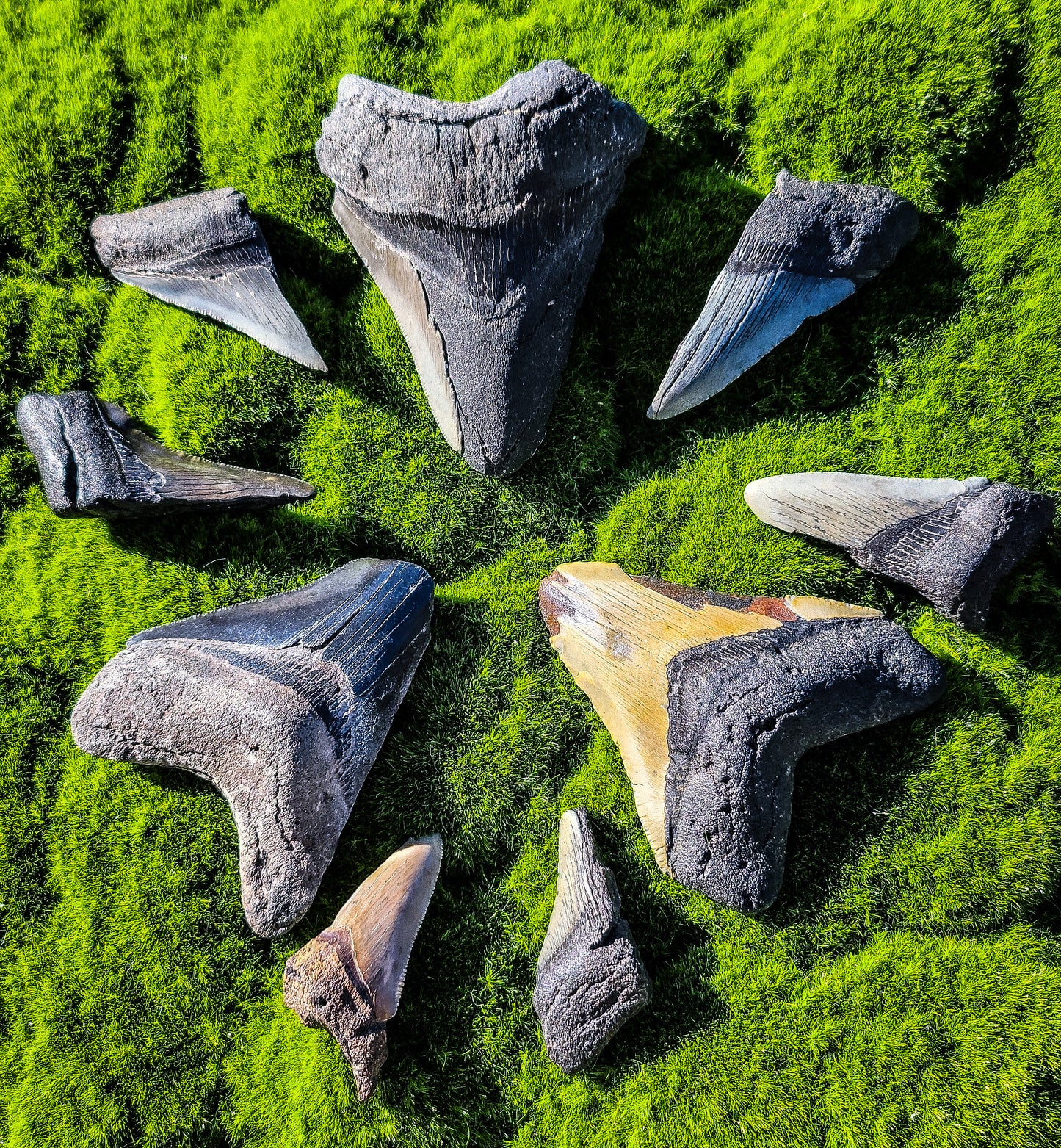 Partial Megalodon Teeth Fossils