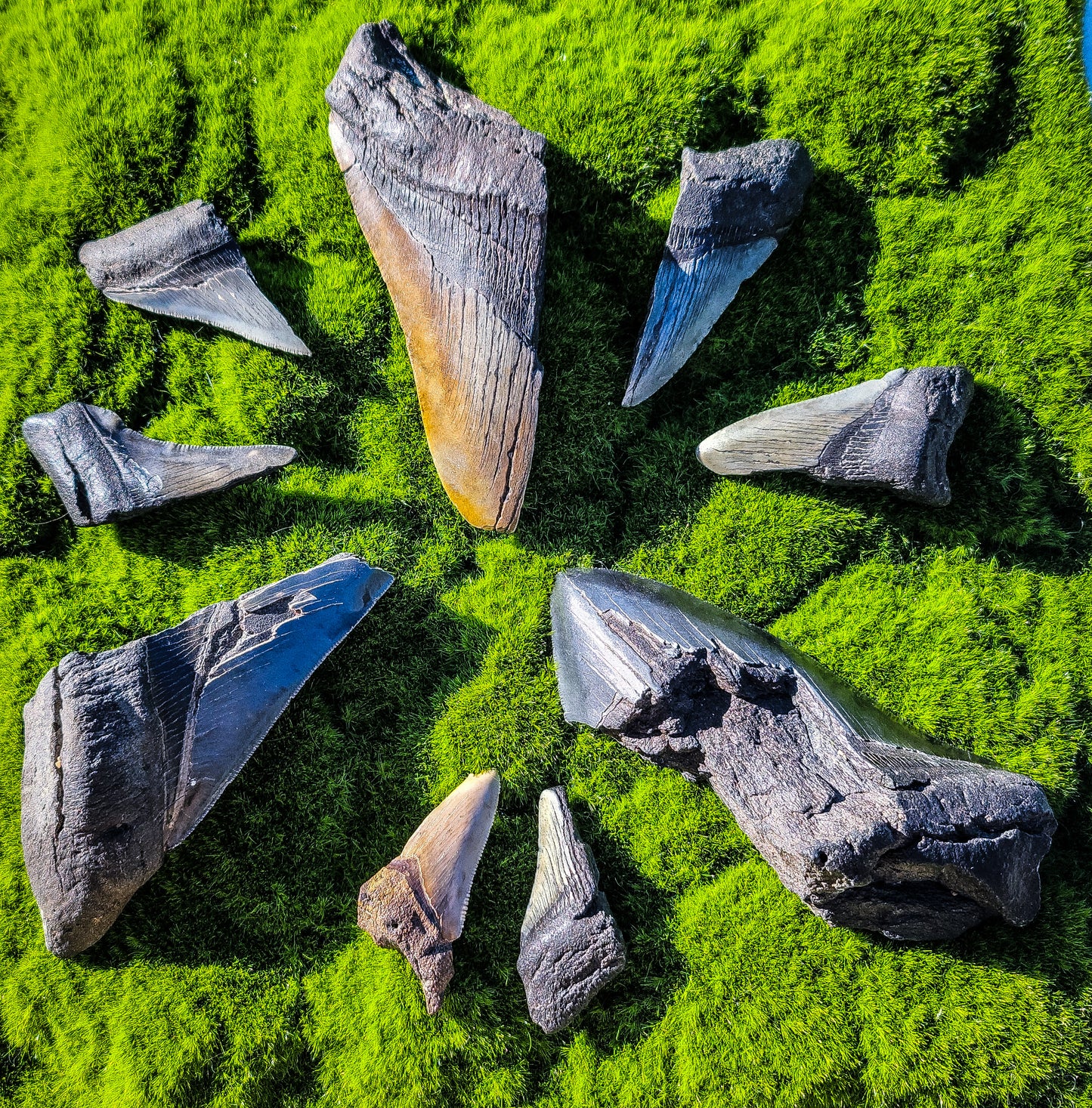 Partial Megalodon Teeth Fossils