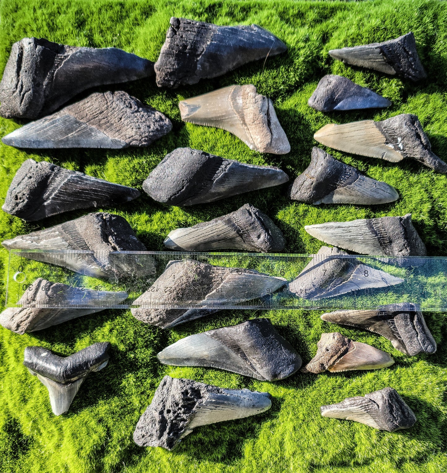 Partial Megalodon Teeth Fossils