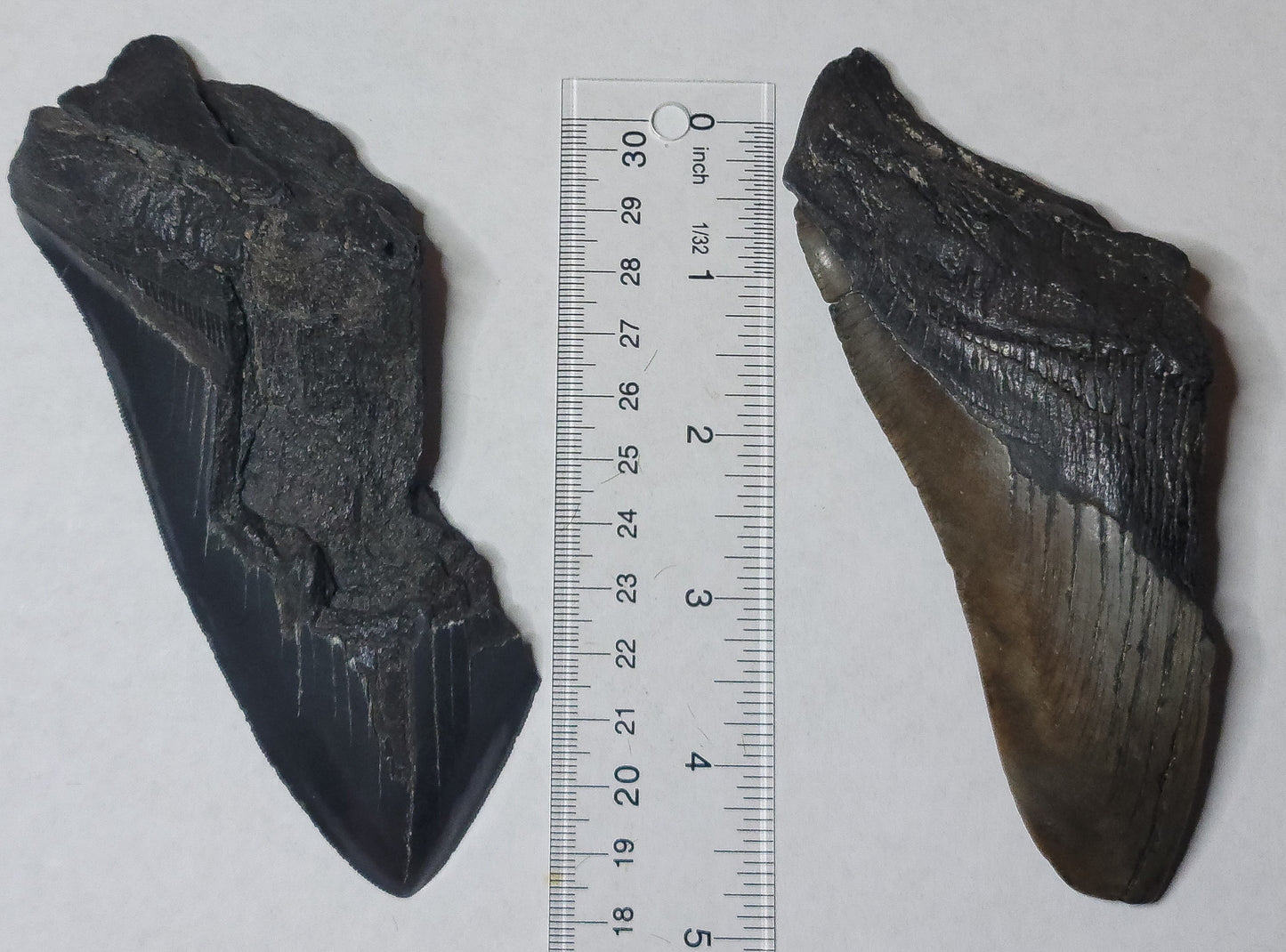Partial Megalodon Teeth Fossils