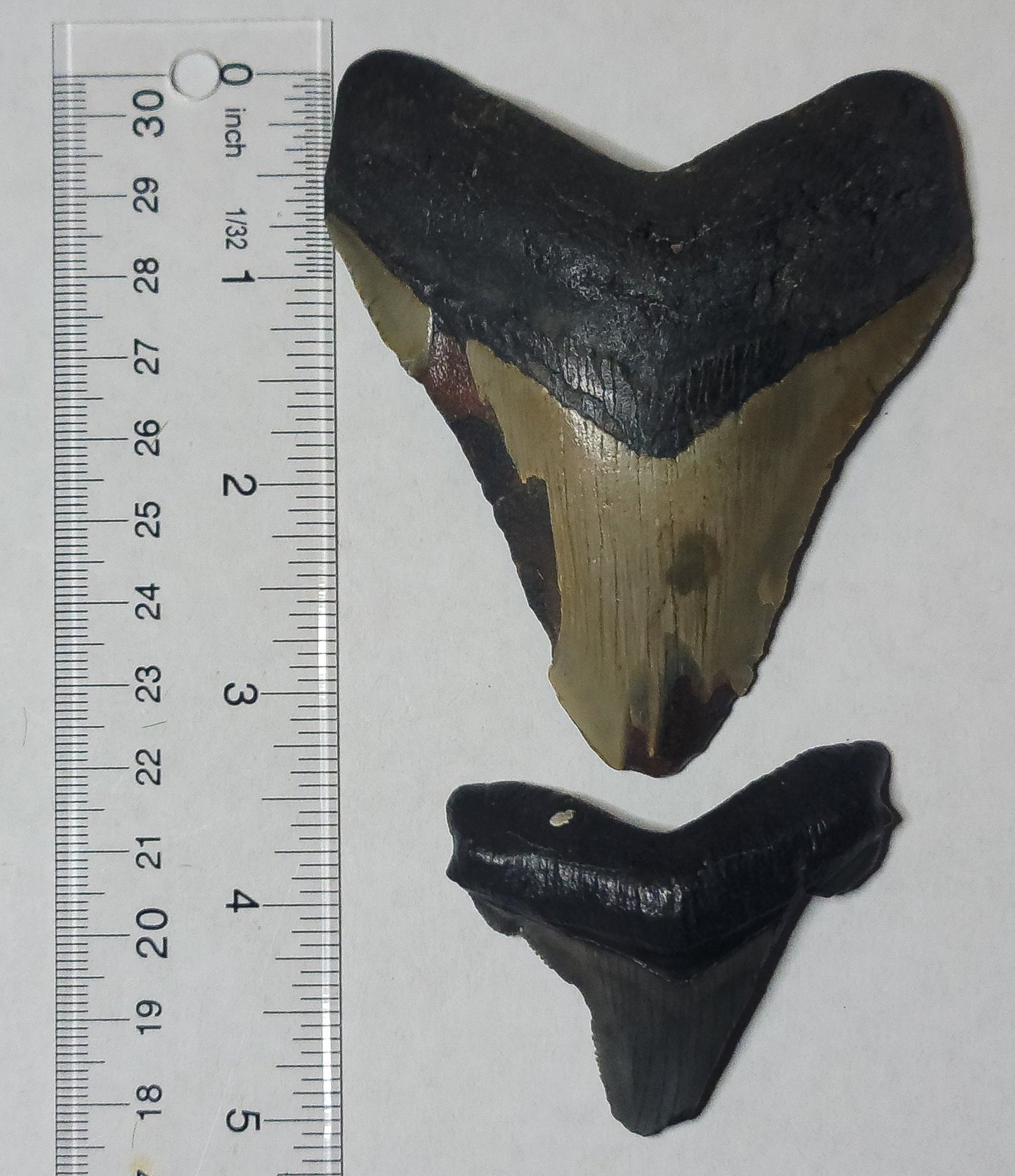 Partial Megalodon Teeth Fossils