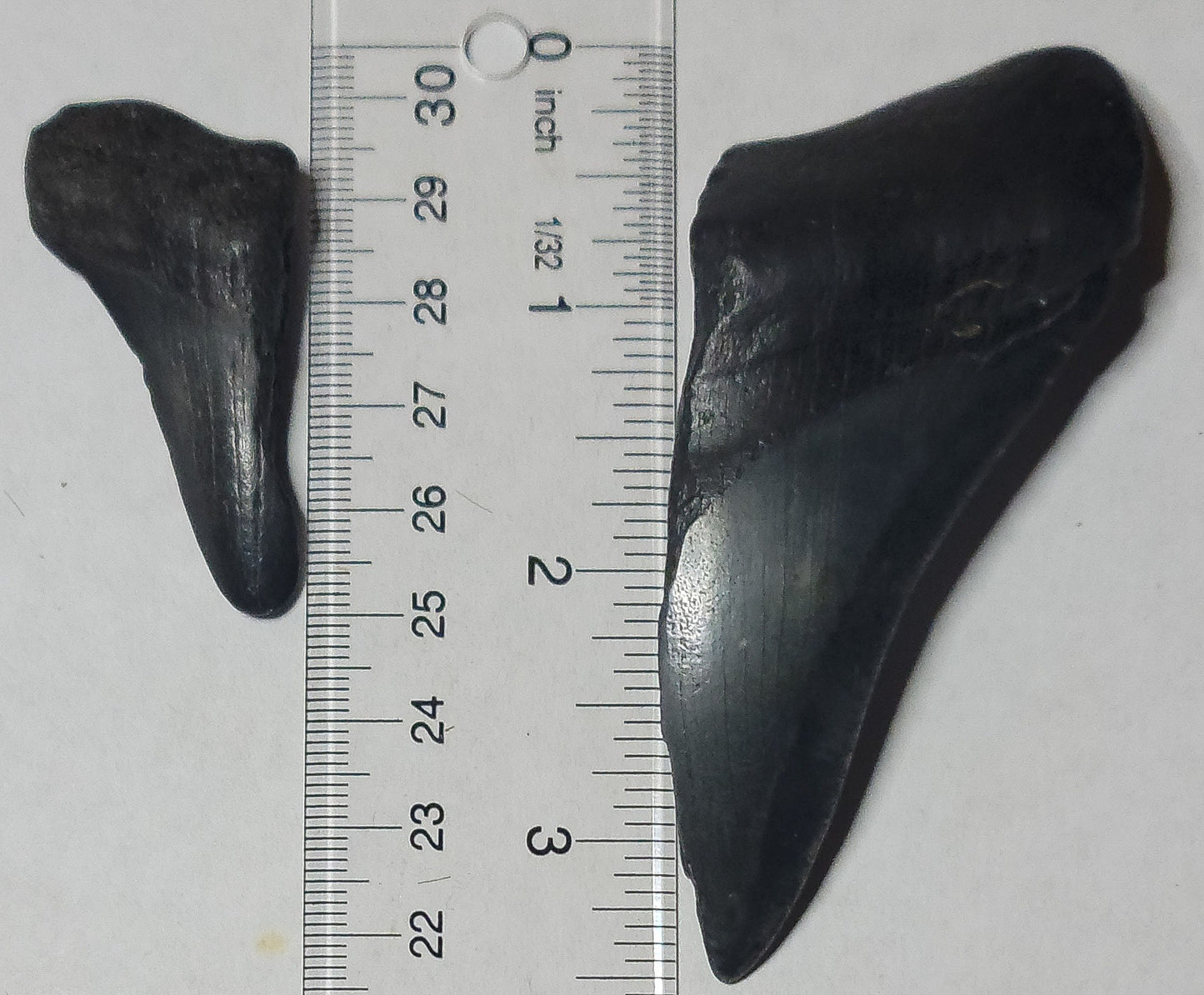 Partial Megalodon Teeth Fossils