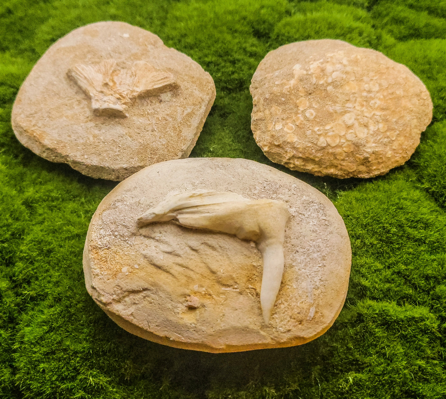 Fish Bone Fossils