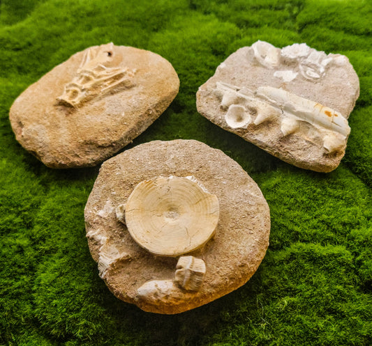 Fish Bone Fossils