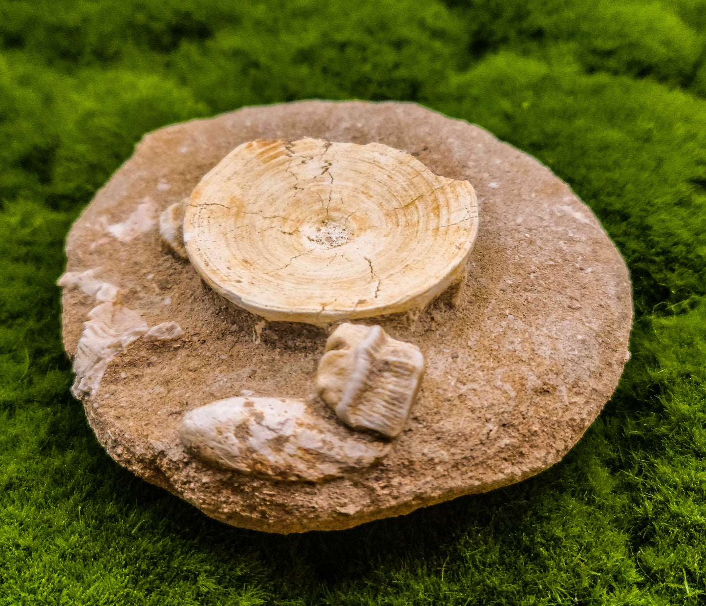 Fish Bone Fossils