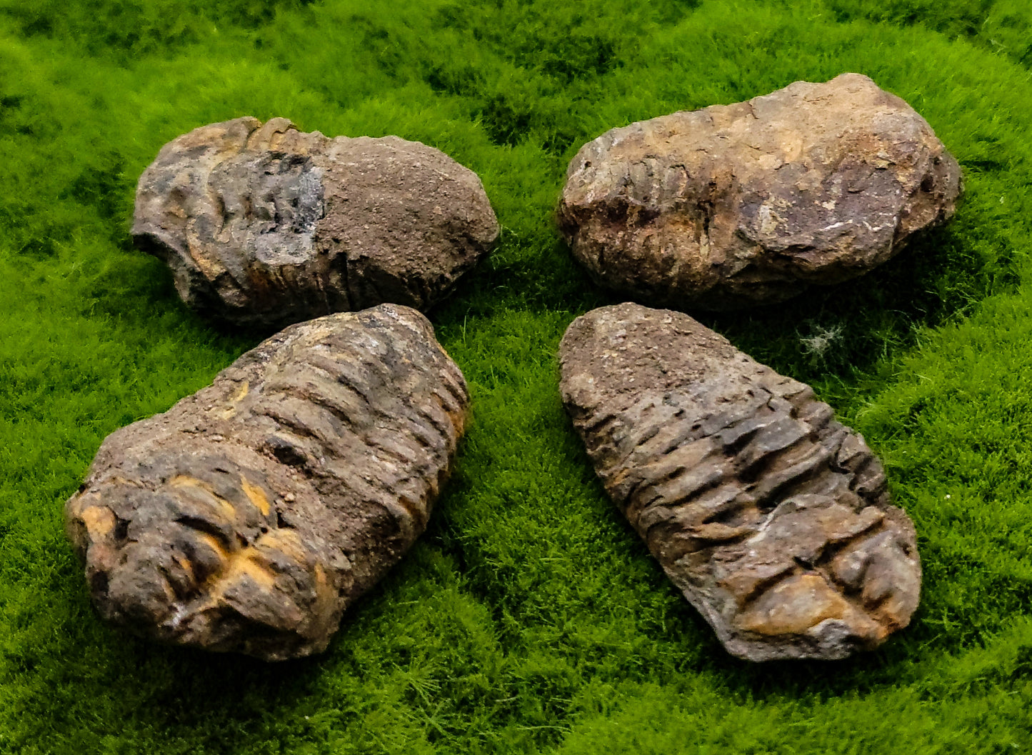 Baby Trilobite Fossil