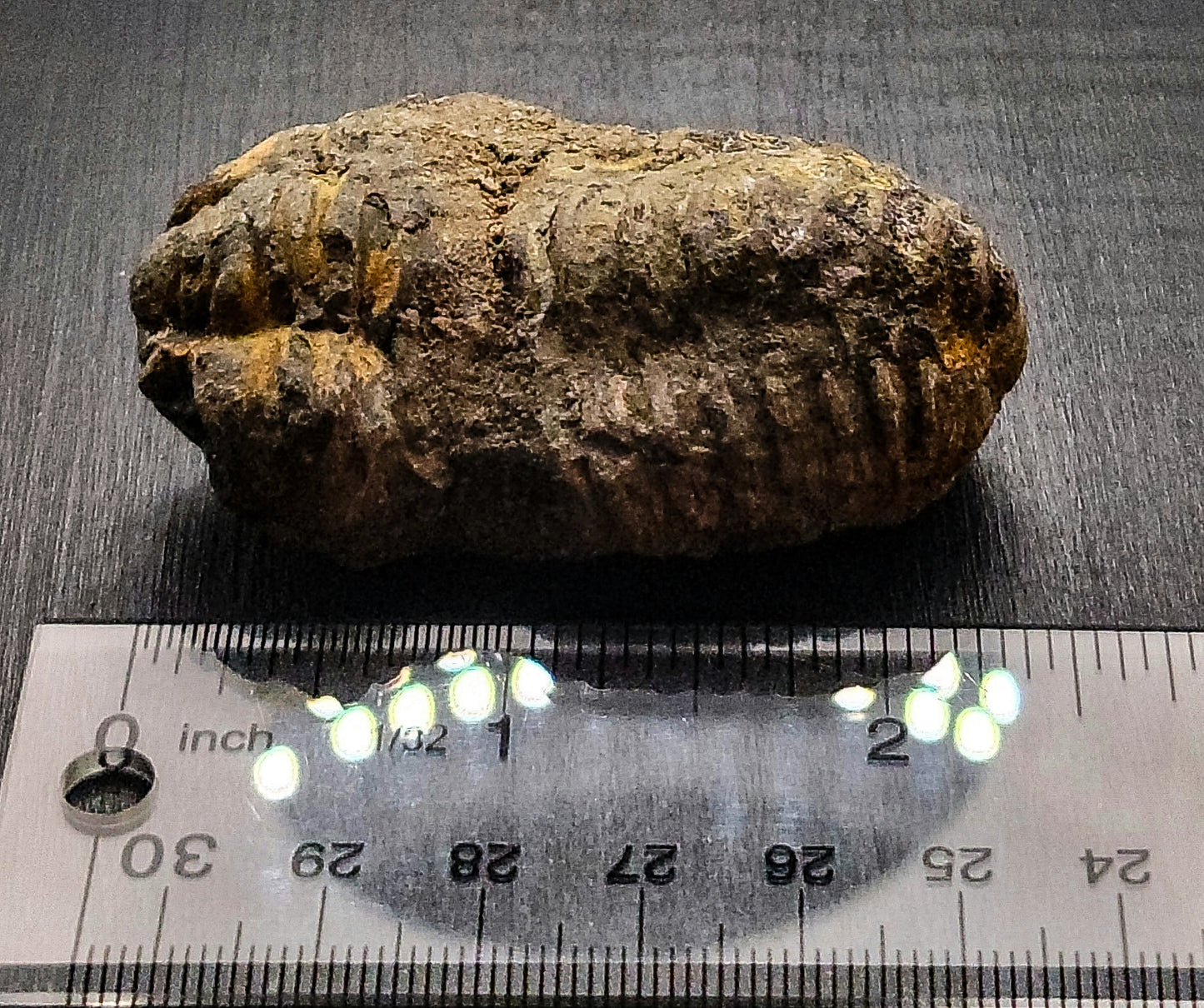 Baby Trilobite Fossil