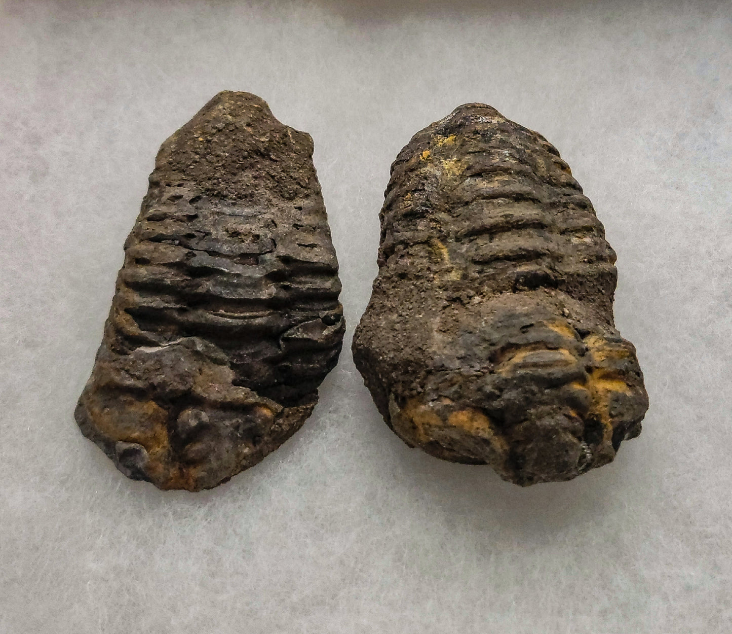 Baby Trilobite Fossil