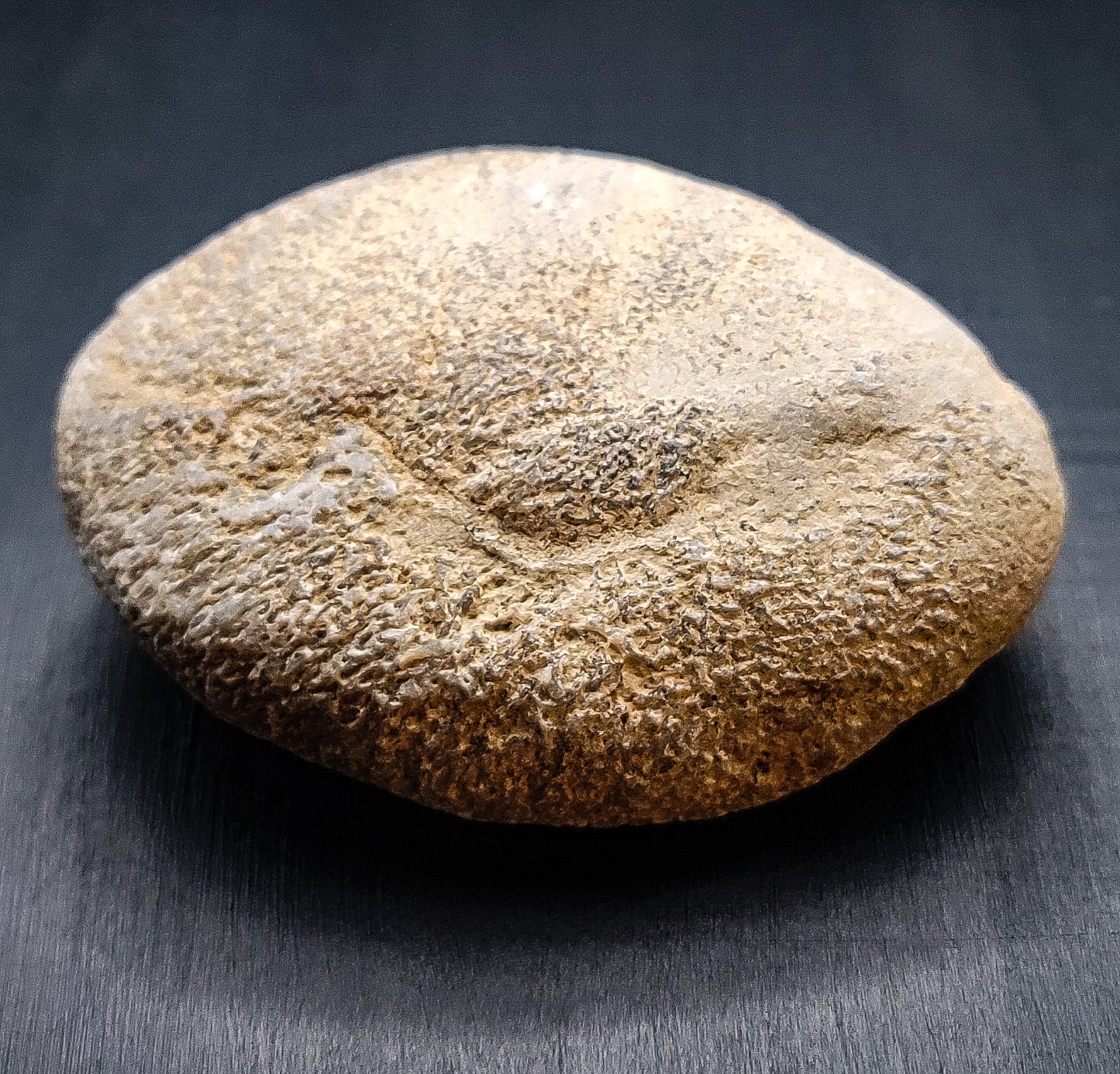 Whale Fossil