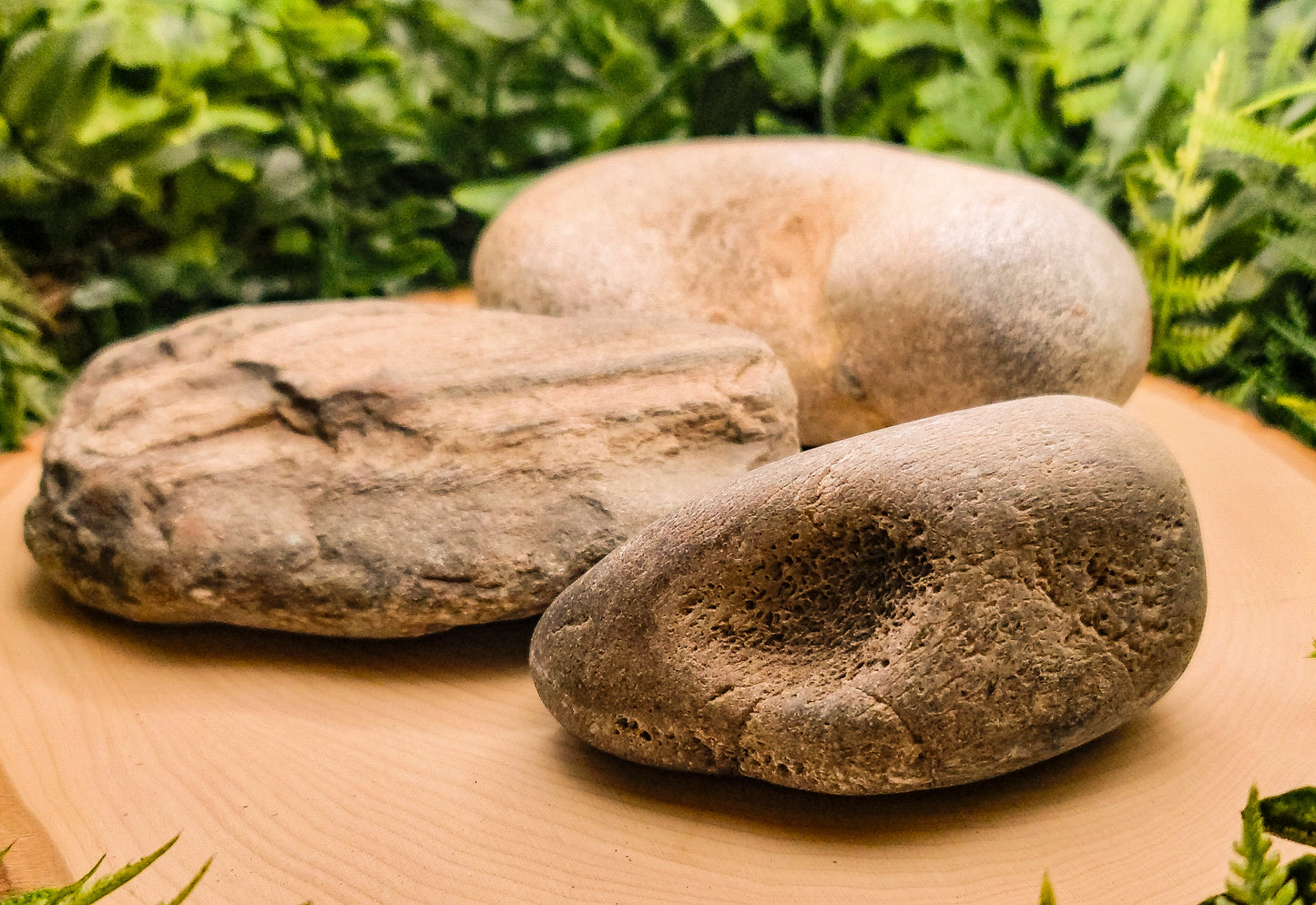 Whale Fossil