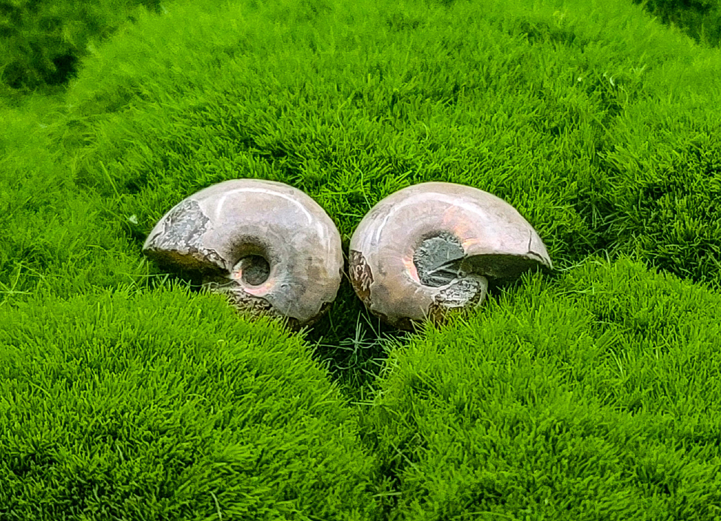 Ammonite Pairs