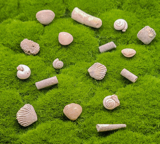 Sea Shell Fossils