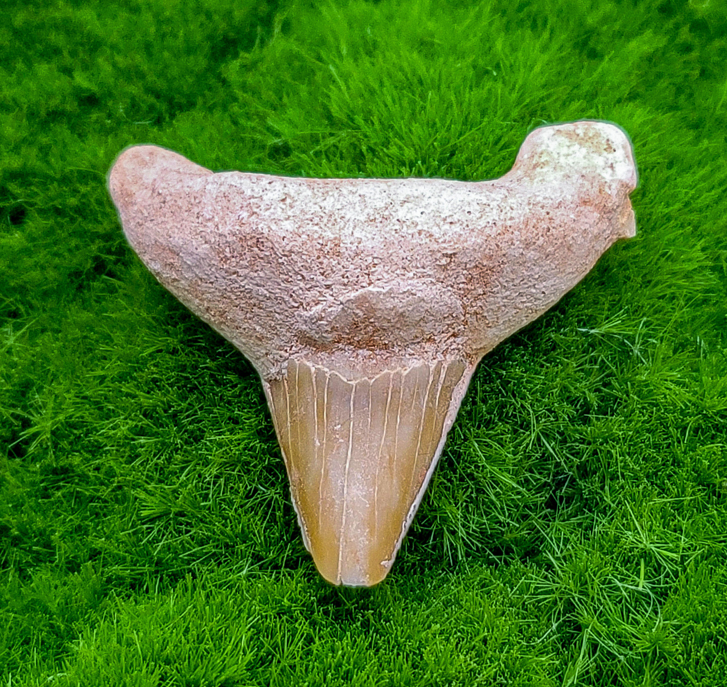 Shark Teeth Fossils