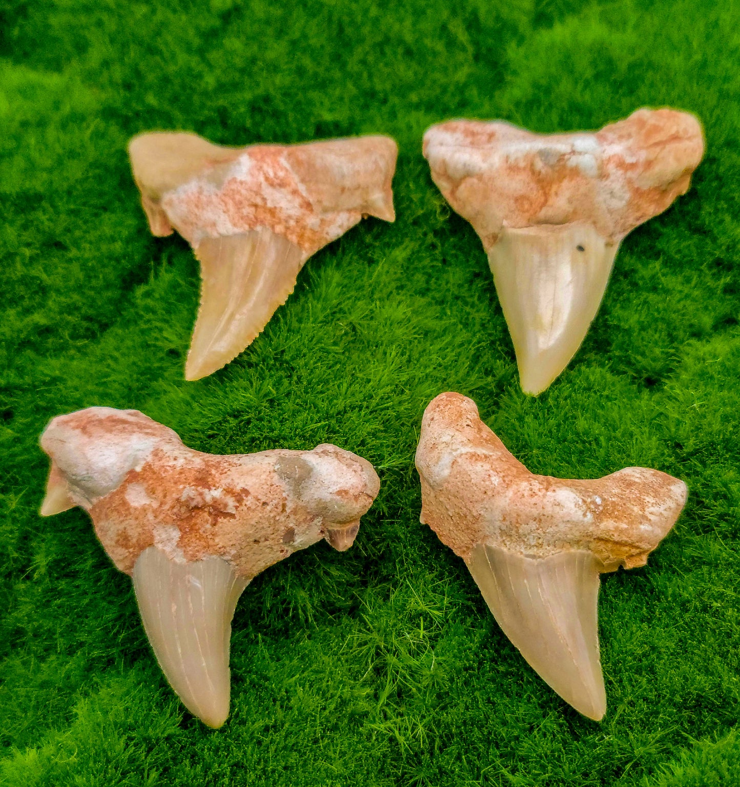 Shark Teeth Fossils