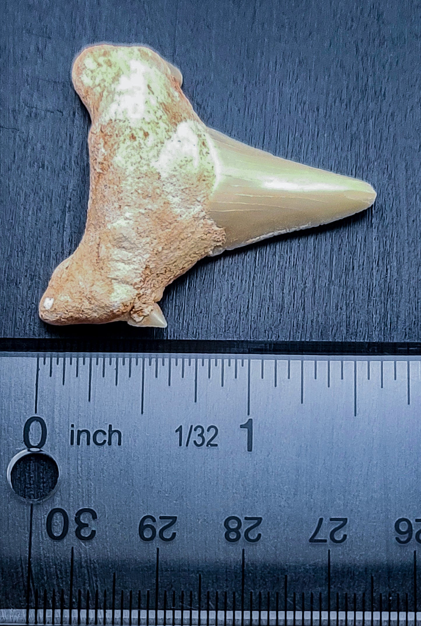 Shark Teeth Fossils