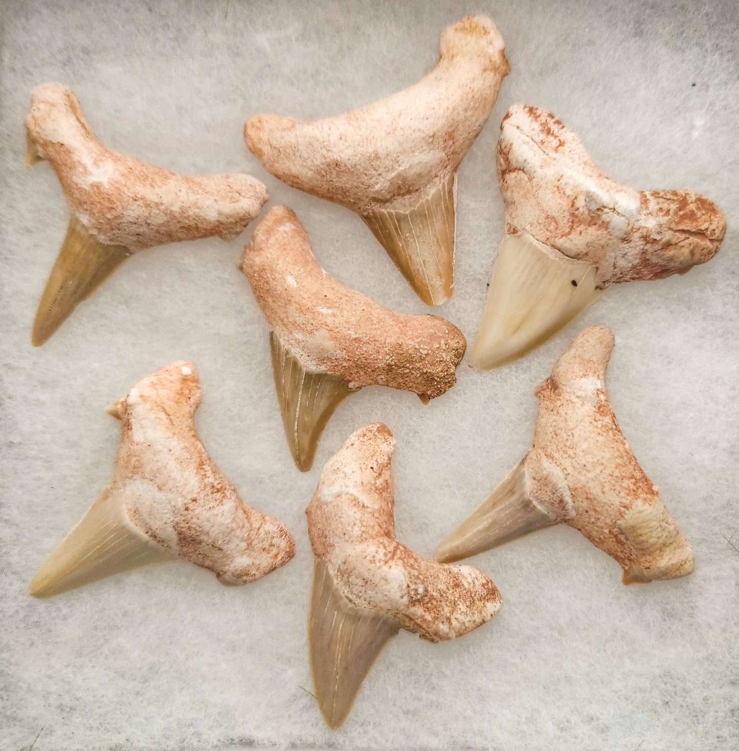 Shark Teeth Fossils