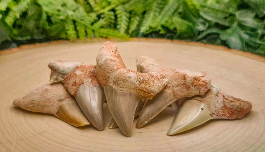 Shark Teeth Fossils