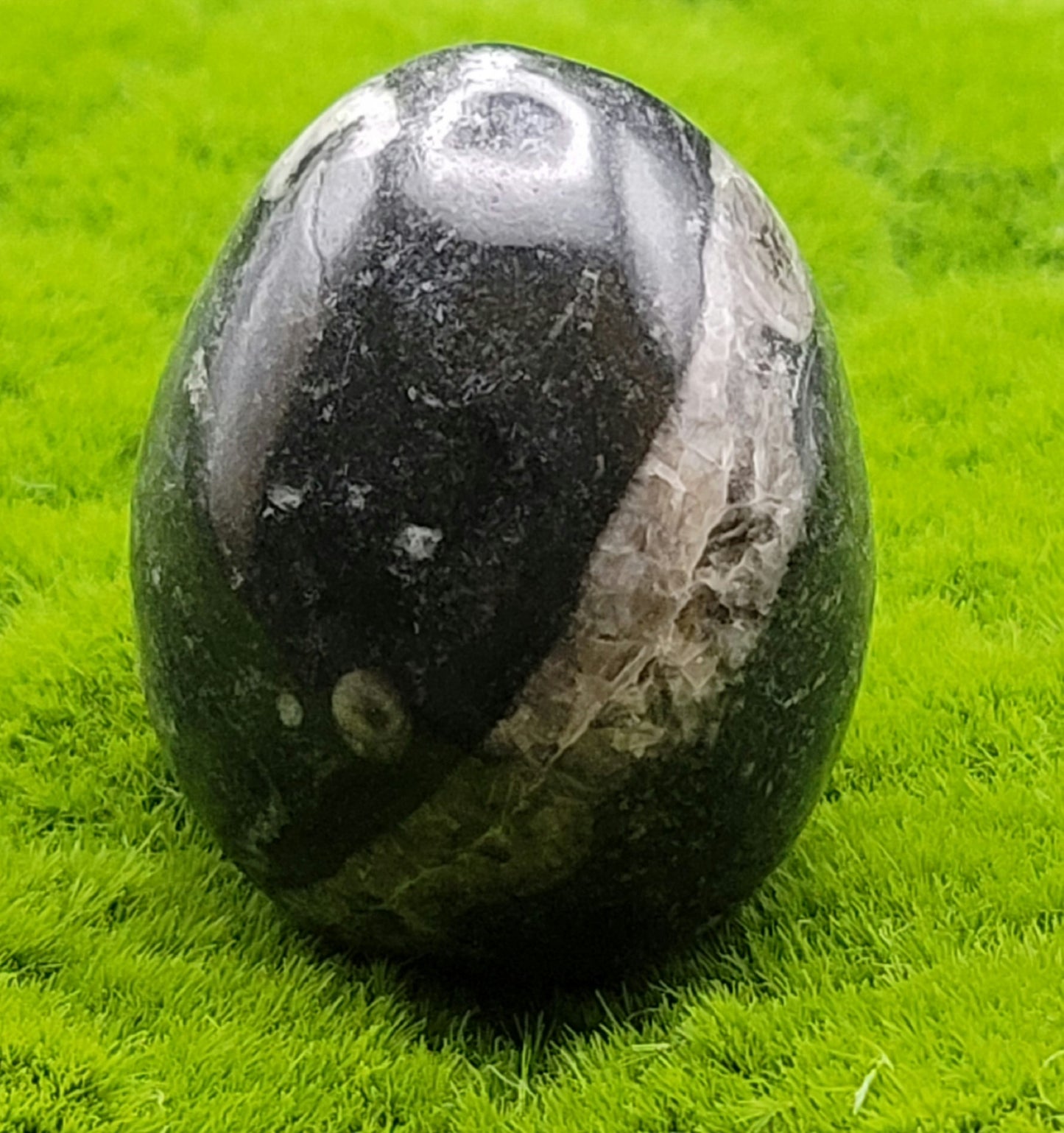 Orthocerus Fossil Eggs