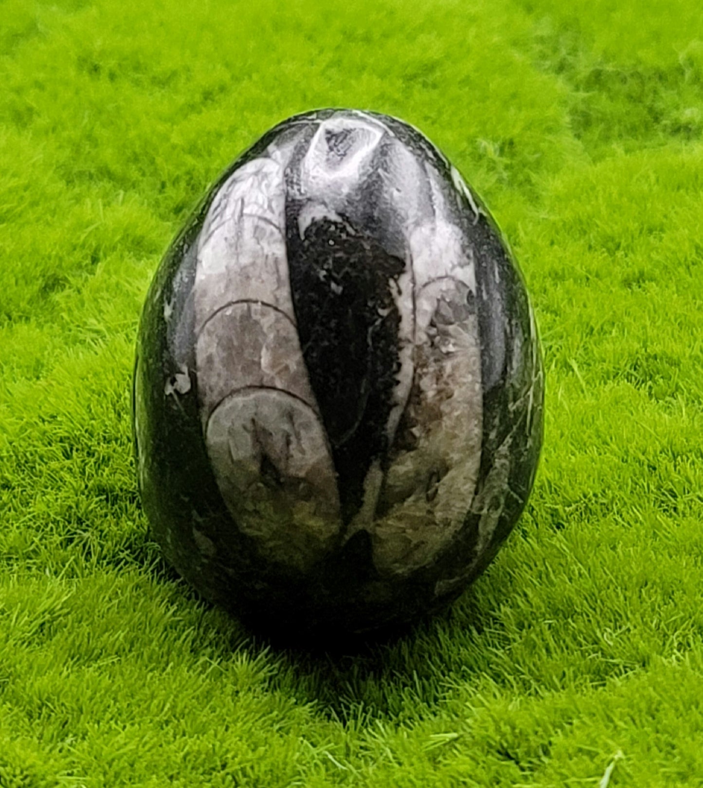 Orthocerus Fossil Eggs